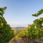 Verschenken Sie keinen Wein – verschenken Sie einen Weinberg